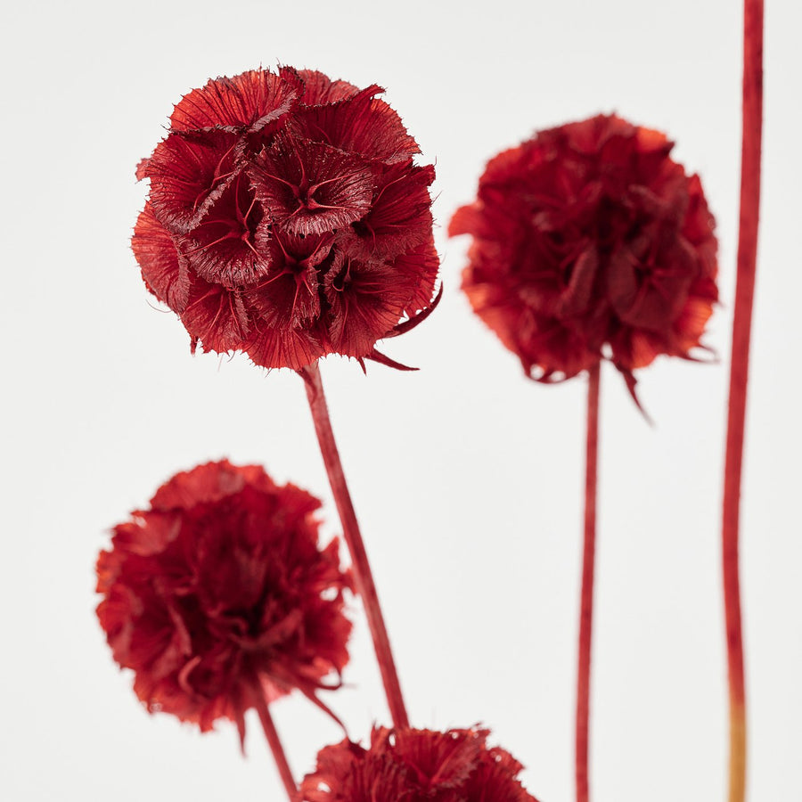 TORKA dried parts of flowers/plants, bunch/scabiosa red, 40 cm