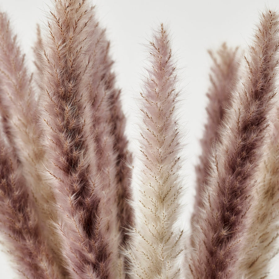 TORKA dried plants, bunch/reed, 70 cm