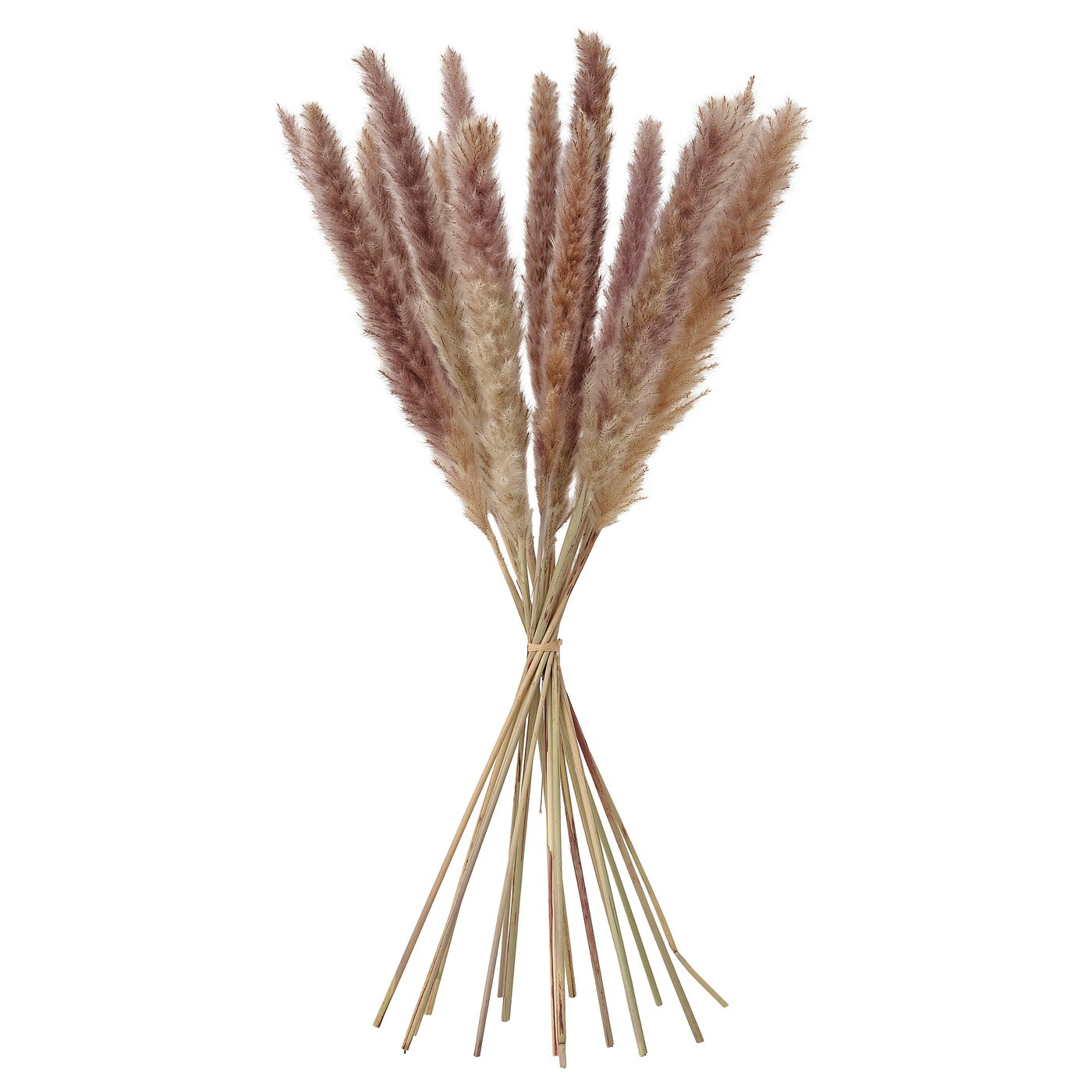 TORKA dried plants, bunch/reed, 70 cm