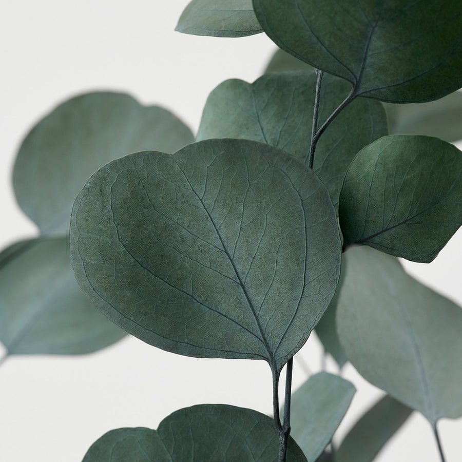 TORKA dried plants, bunch/eucalyptus green, 70 cm