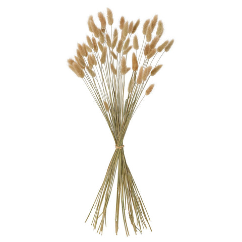 TORKA dried plants, bunch/natural, 60 cm