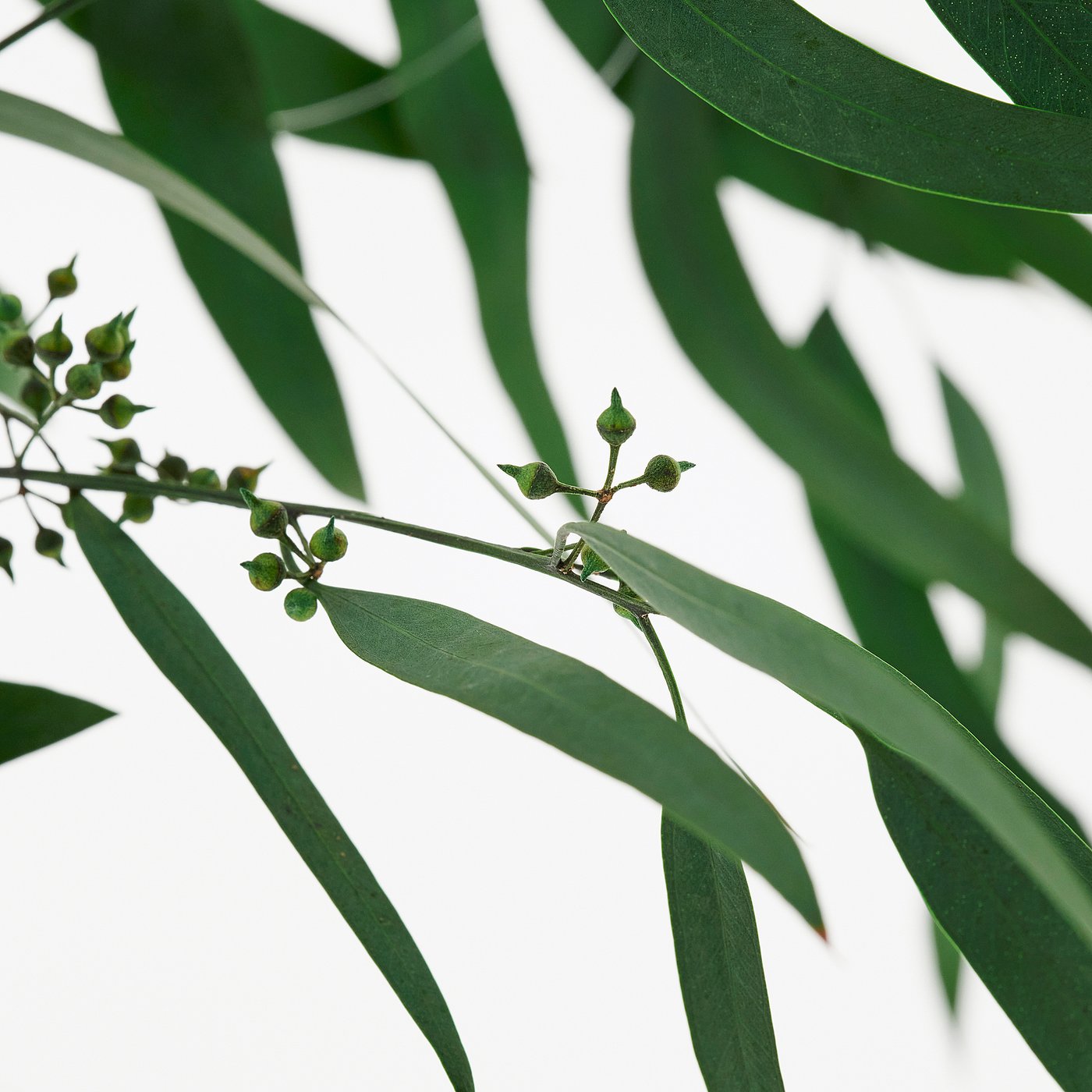 TORKA dried plants, bunch/green, 70 cm