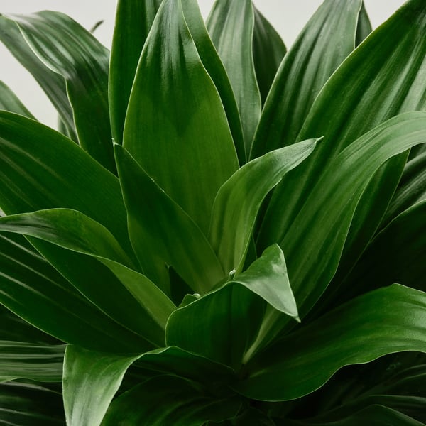 TROPISK - Potted plant, various species, 17 cm - Pot diameter: 17 cm Plant height: 65 cm.