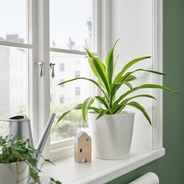 TROPISK - Potted plant, various species, 17 cm - Pot diameter: 17 cm Plant height: 65 cm.