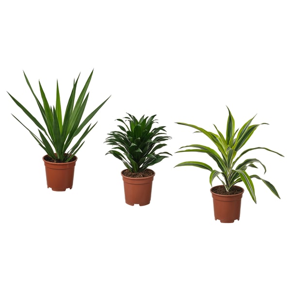 TROPISK - Potted plant, various species, 17 cm - Pot diameter: 17 cm Plant height: 65 cm.