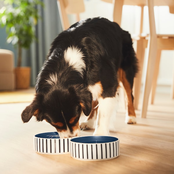 UTSÅDD - Pet bowl, stripe pattern black-blue/dark blue, 15 cm