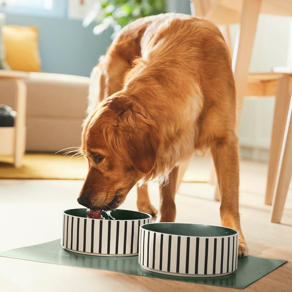 UTSÅDD - UTSÅDD Pet bowl, stripe pattern black-blue/grey-green, 19 cm