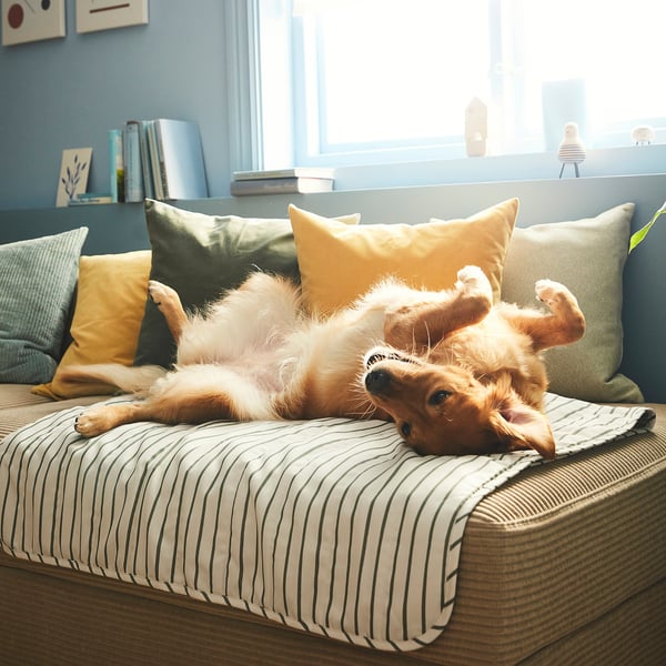 UTSÅDD pet blanket, green, 100x150 cm