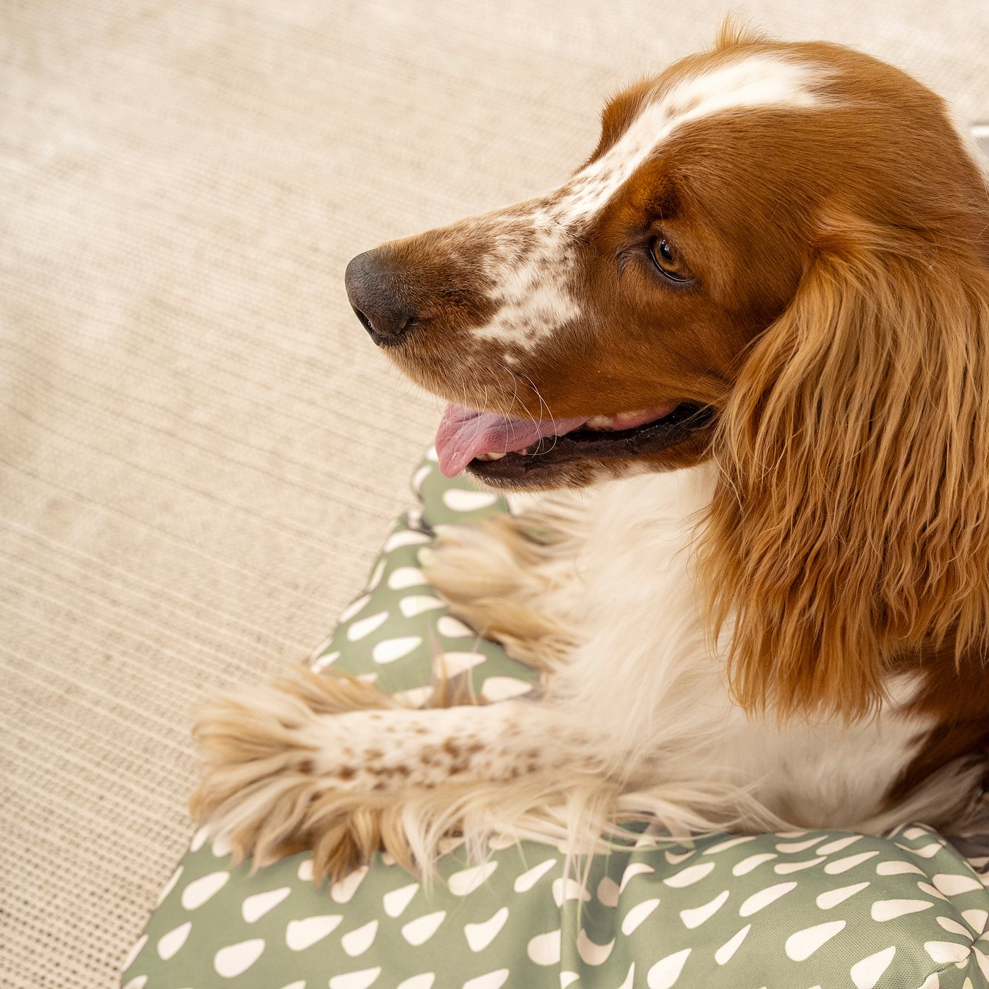 UTSÅDD pet cushion, grey-green/off-white, 48x75 cm