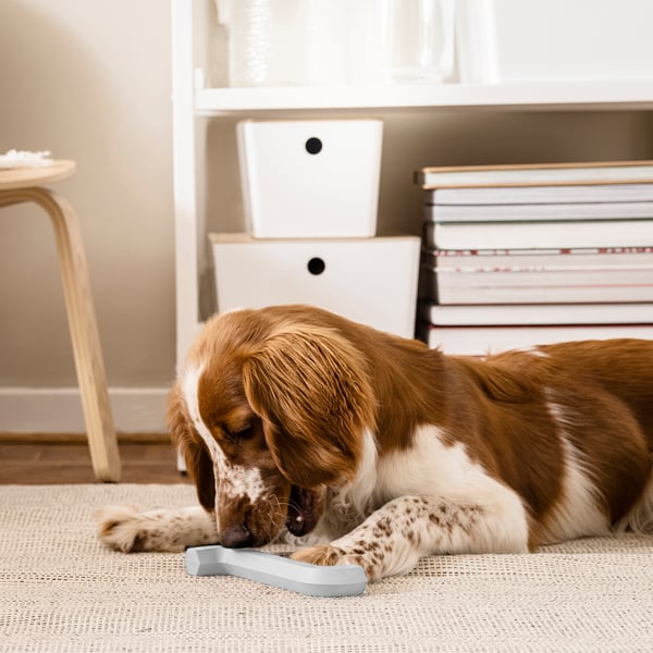 UTSÅDD - UTSÅDD Dog toy, grey-blue
