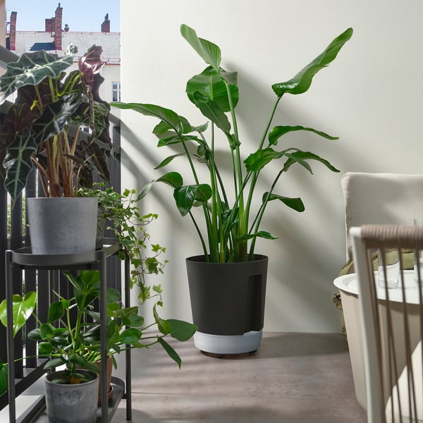 VÅRDTRÄD self-watering plant pot, with wheels in/outdoor/transparent anthracite, 32 cm