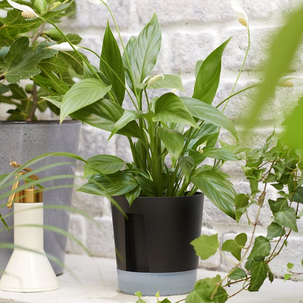 VÅRDTRÄD self-watering plant pot, in/outdoor transparent/anthracite, 12 cm