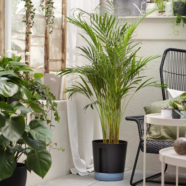 VÅRDTRÄD self-watering plant pot, in/outdoor transparent/anthracite, 24 cm