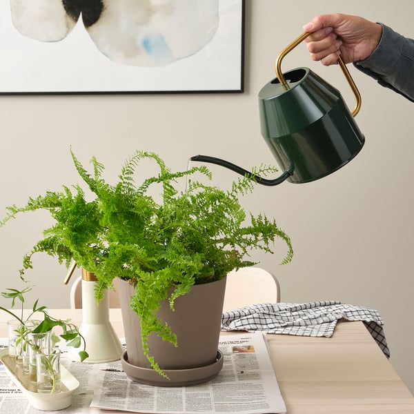 VATTENKRASSE watering can, black-green/gold-colour, 2.0 l
