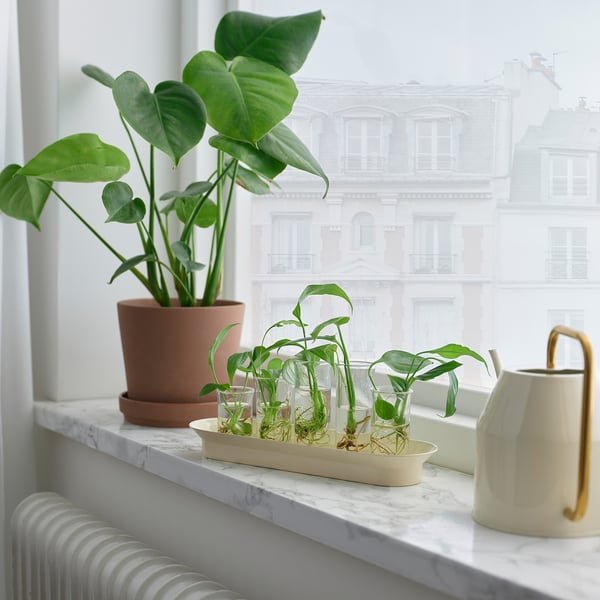 VATTENKRASSE propagation set, clear glass ivory/gold-colour, 26x8 cm