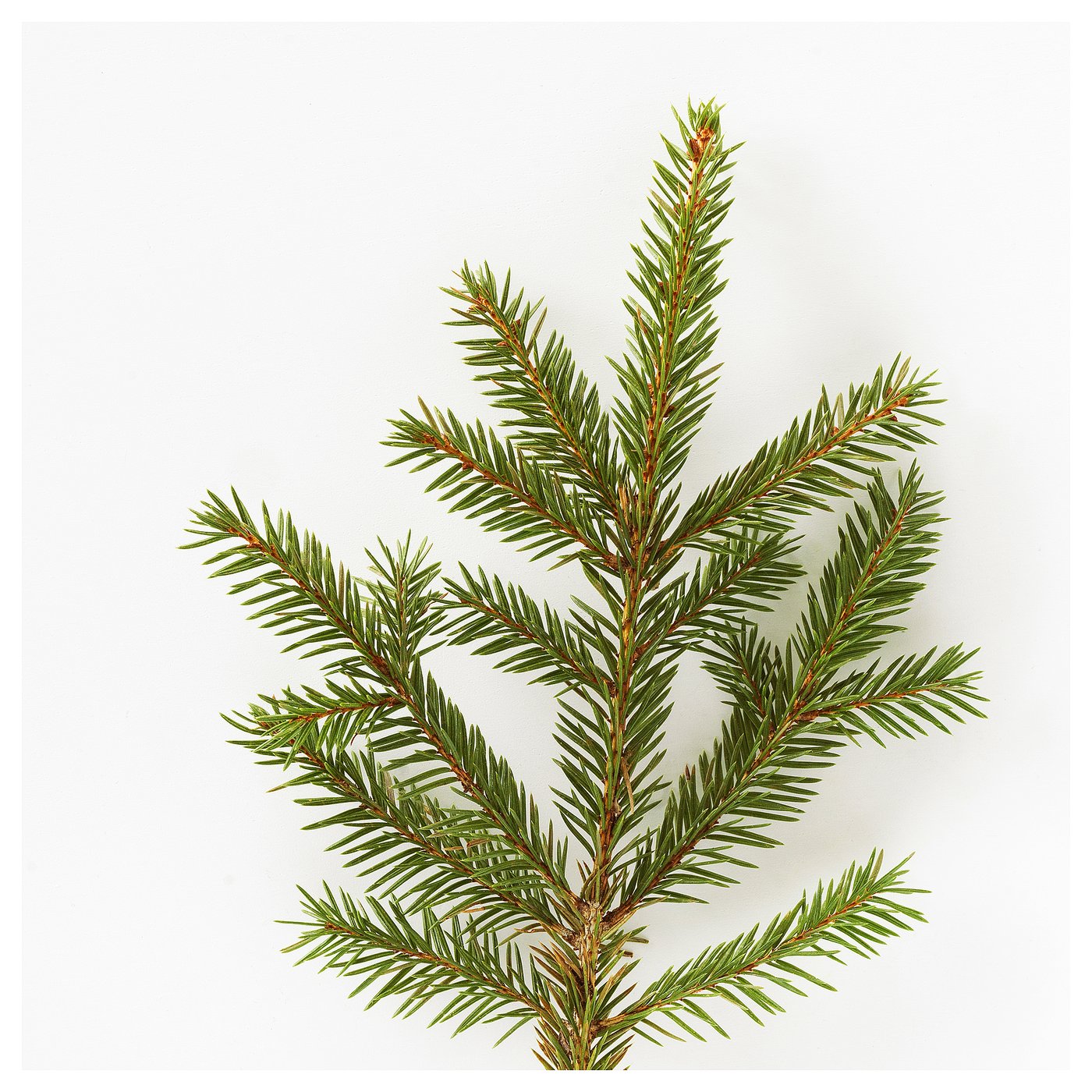 VINTERFINT scented candle in glass, Winter fir/green, 5 cm