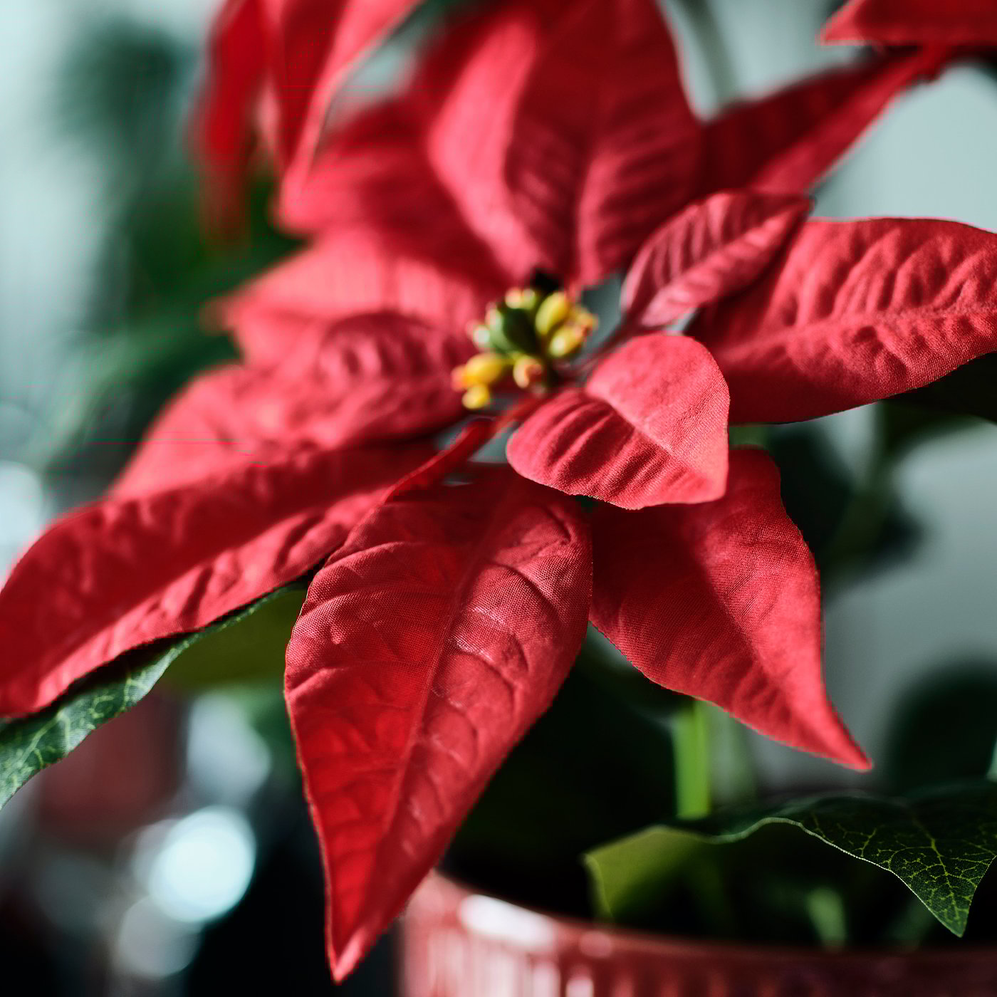VINTERFINT artificial potted plant, in/outdoor Poinsettia/red, 12 cm