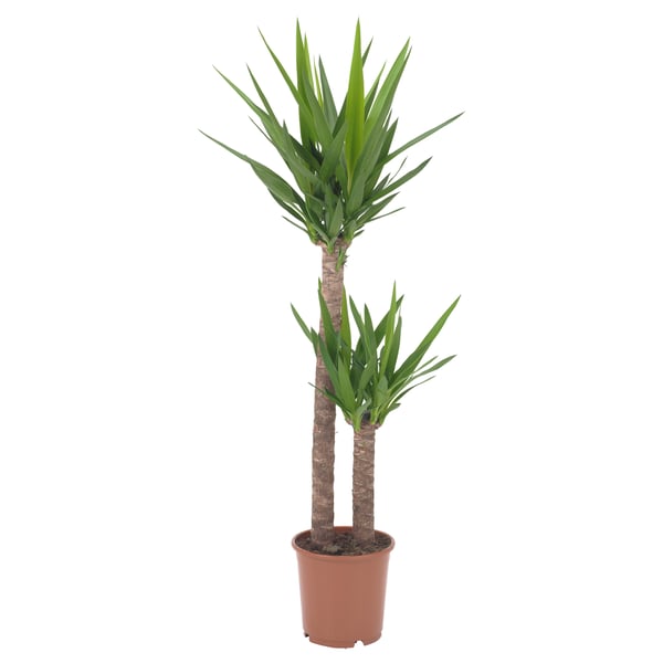 YUCCA ELEPHANTIPES - Pot plant, ./2 stems, 24 cm - Pot diameter: 24 cmPlant height: 135 cm