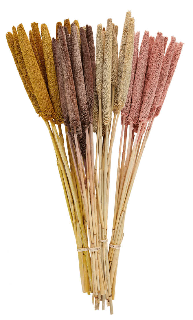 BABALA Common reed set of 10, brown - best price from Maltashopper.com CS662844-BROWN