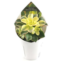 SUCCULENT PLANT V.10.5 - best price from Maltashopper.com BR510007355