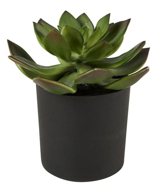 MOHAVE Faux potted succulents 6 model variants - best price from Maltashopper.com CS612129