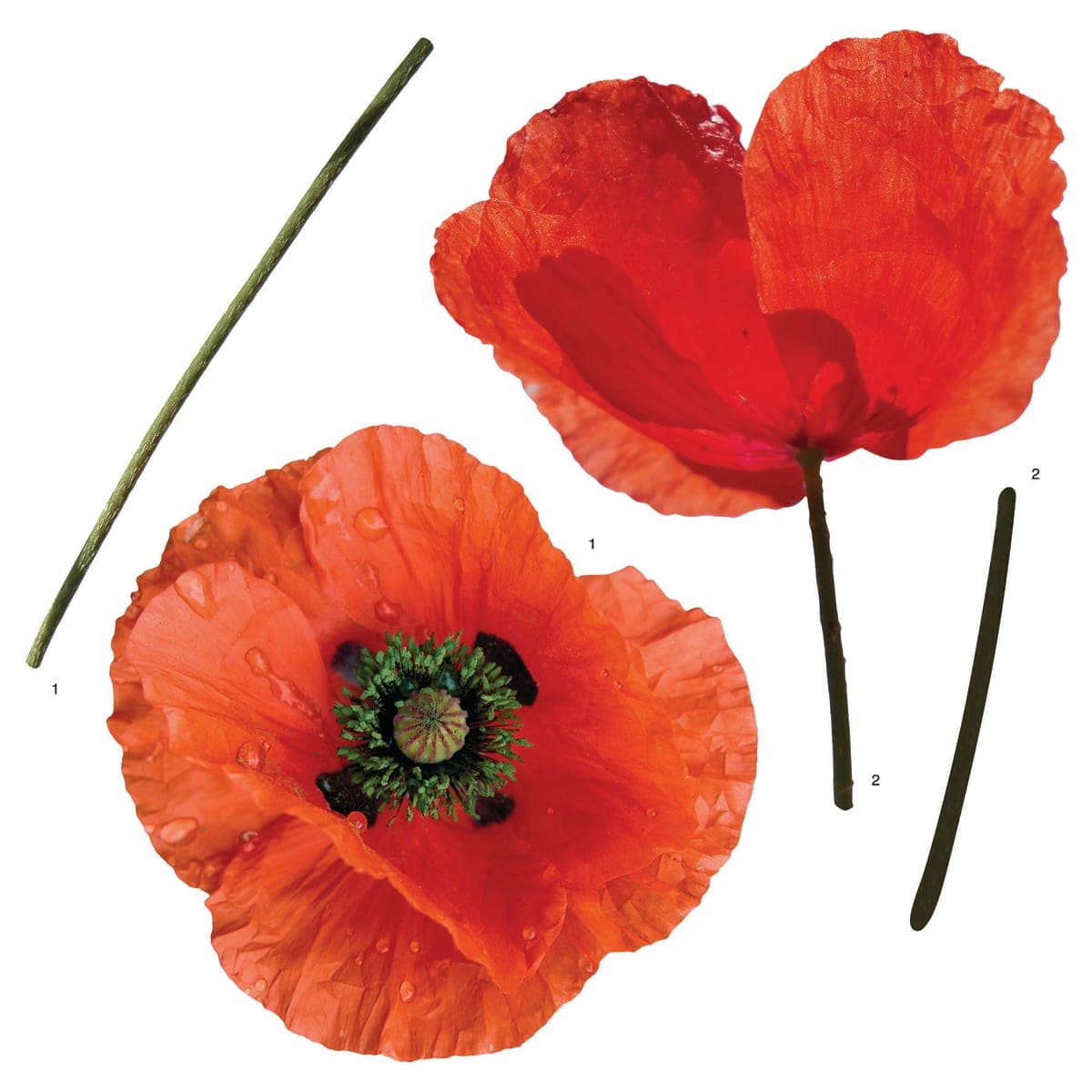 POPPIES STICKER 31.5X34 CM - best price from Maltashopper.com BR480111442