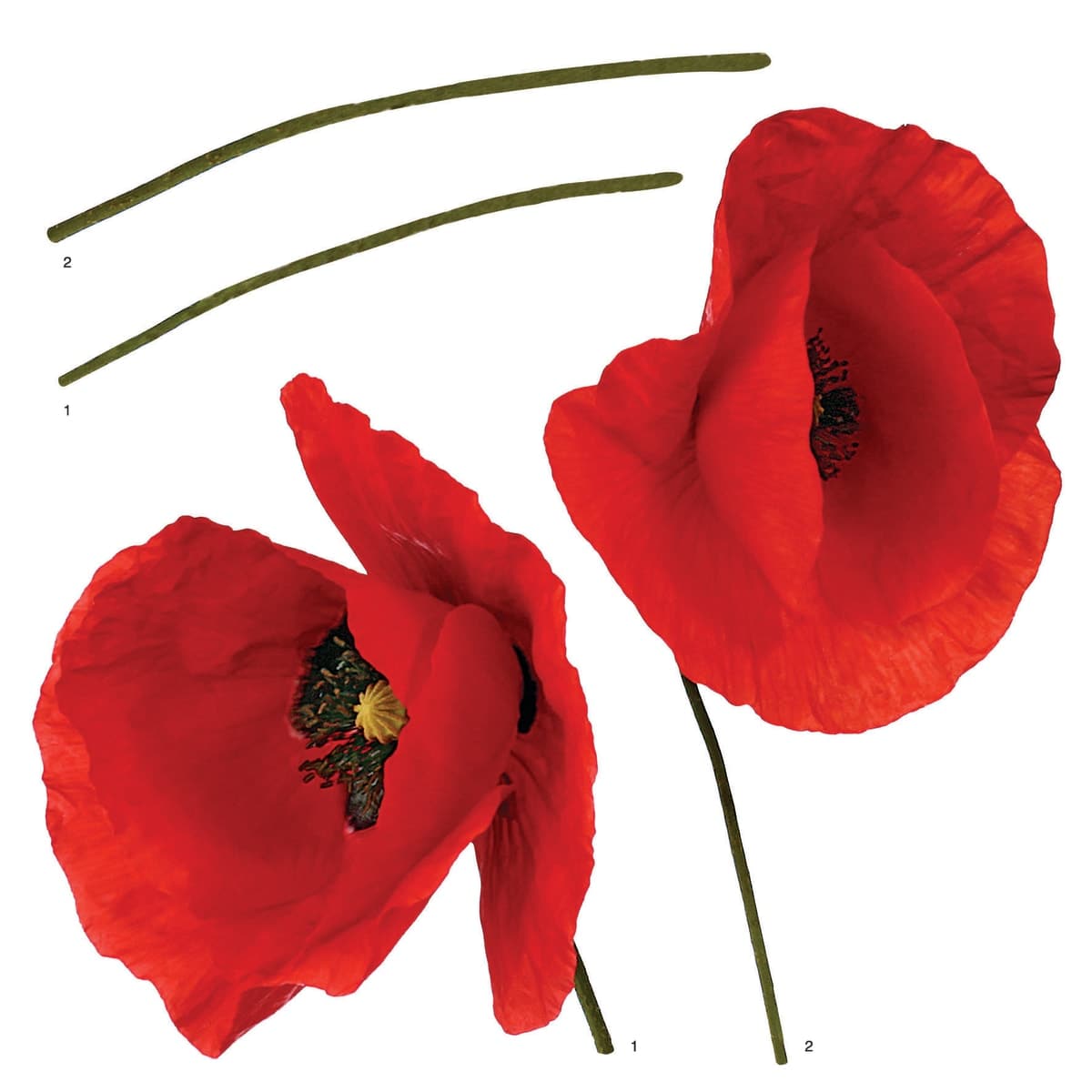 POPPIES STICKER 31.5X34 CM - best price from Maltashopper.com BR480111442