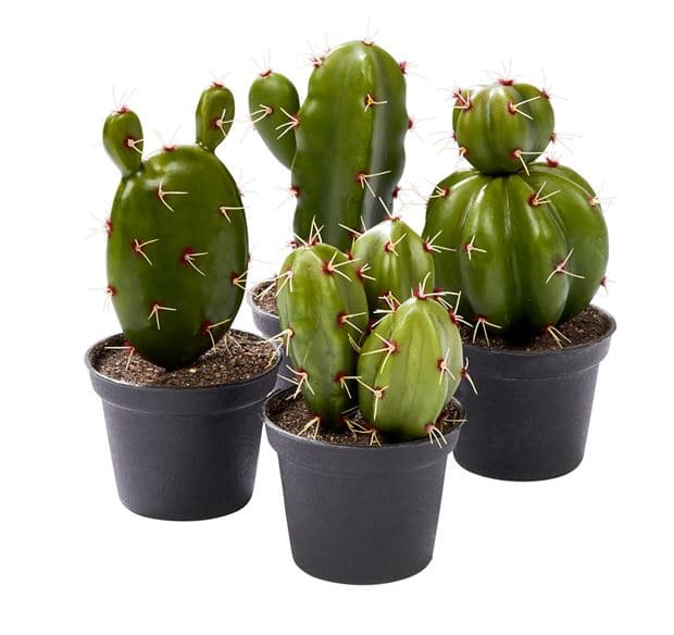 MEXICO cactus in pot, 4 shapes - best price from Maltashopper.com CS594615