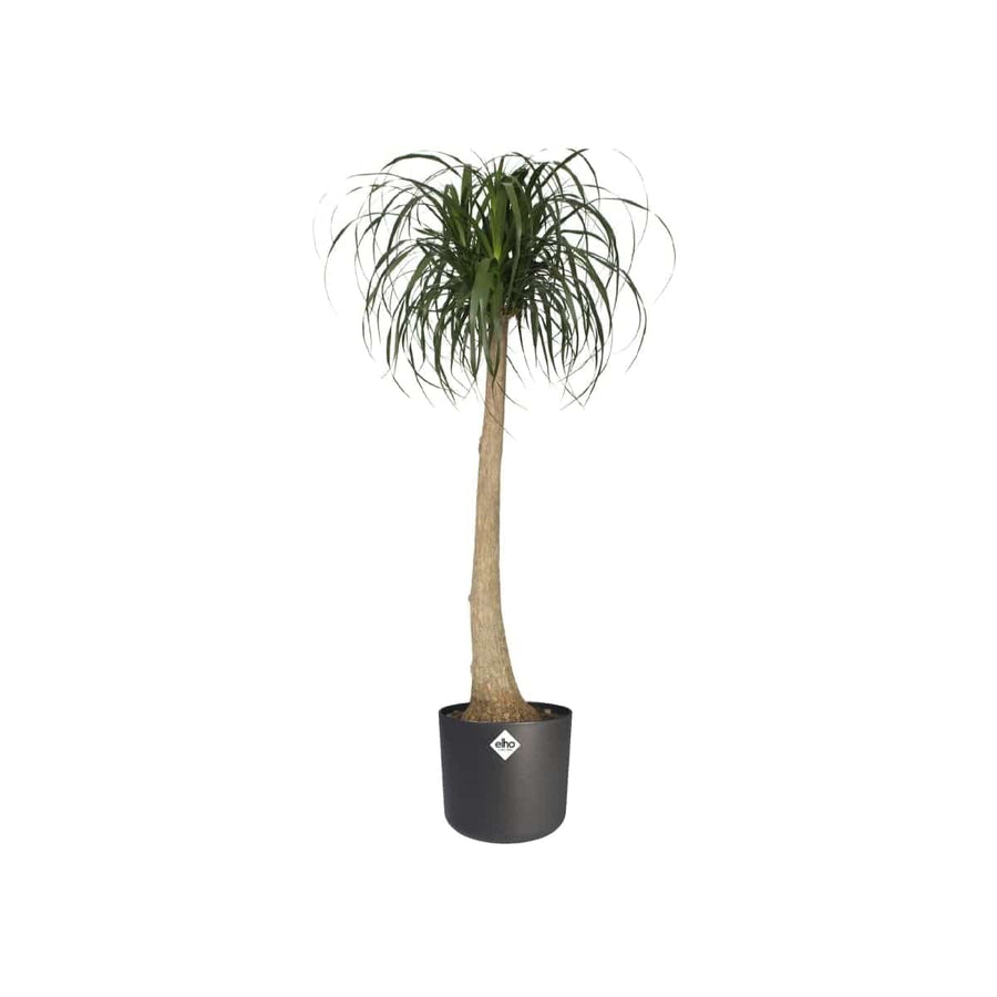Bricocenter B.for Soft Round ELHO pot cover DIAM 22 H20,4 CM ANTHRACITE
