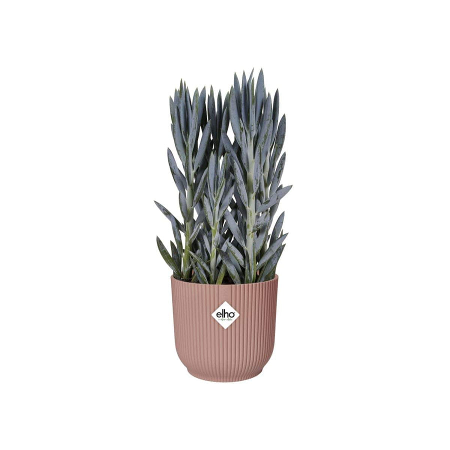 Bricocenter VIBES COVER PINK 18 CM