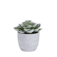 FLOCKY Green potted plant - best price from Maltashopper.com CS661080-GREEN