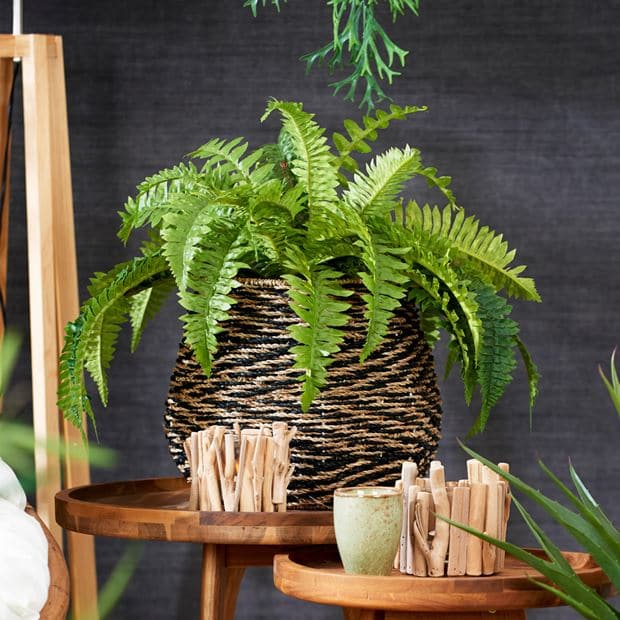 BOSTON Green fern H 55 cm - Ø 17 cm - best price from Maltashopper.com CS592900