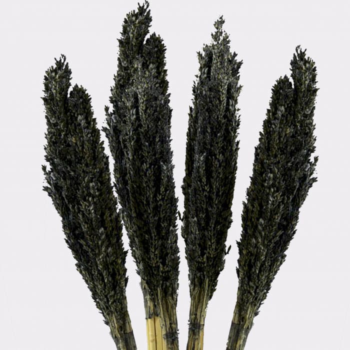 Cantal Grass Bunch - Black - best price from Maltashopper.com CGB-10