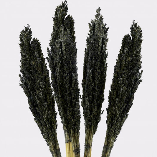 Bliss Cantal Grass Bunch - Black