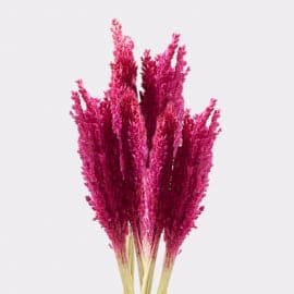 Cantal Grass Bunch - Pink - best price from Maltashopper.com CGB-07