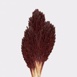 Cantal Grass Bunch - Chocolate - Premium  from Bliss - Just €3.60! Shop now at Maltashopper.com