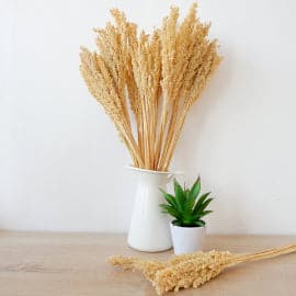 Cantal Grass Bunch - Natural - Premium  from Bliss - Just €3.60! Shop now at Maltashopper.com