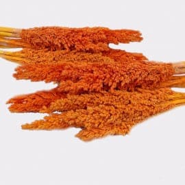 Cantal Grass Bunch - Orange - best price from Maltashopper.com CGB-03