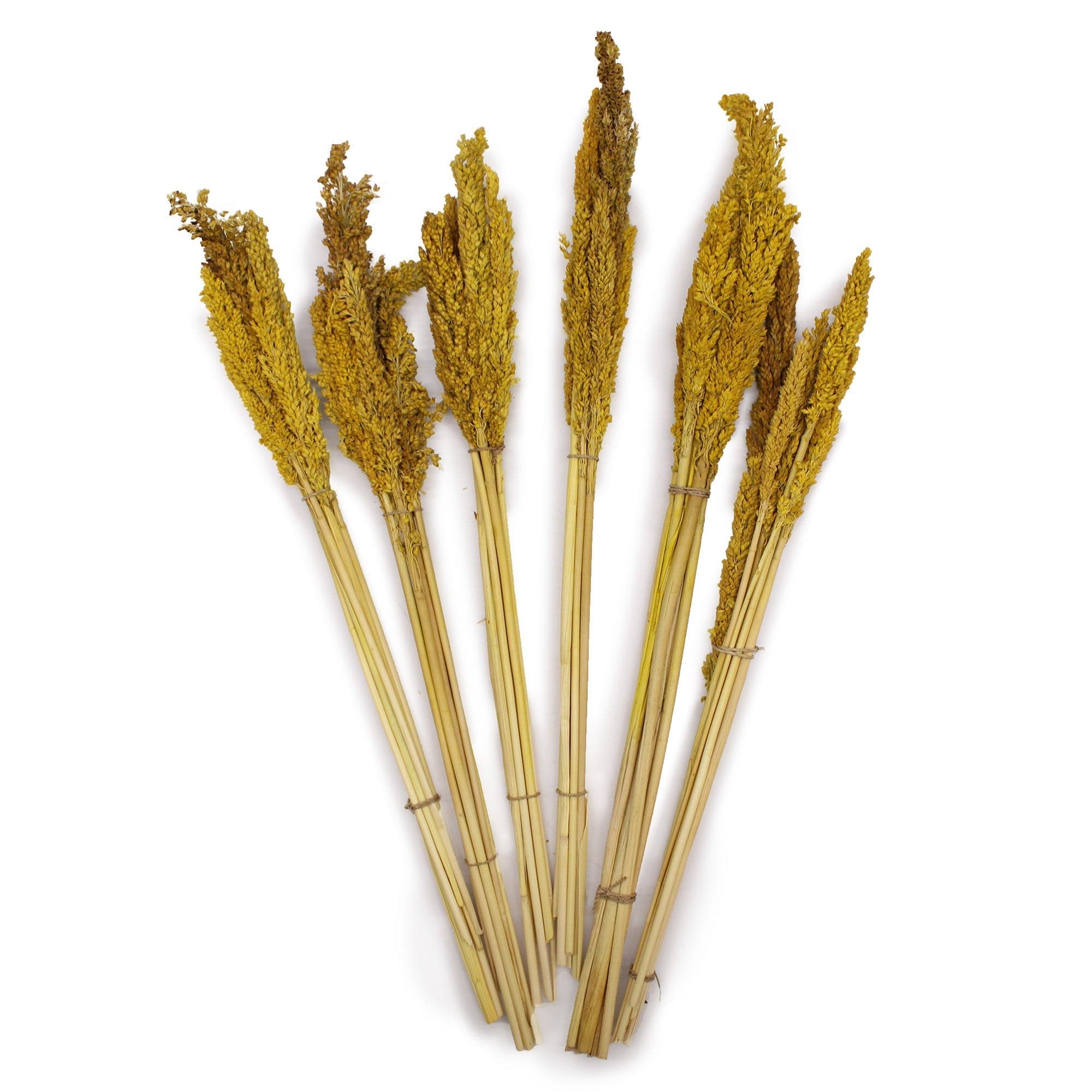 Cantal Grass Bunch - Amber - Premium  from Bliss - Just €3.60! Shop now at Maltashopper.com