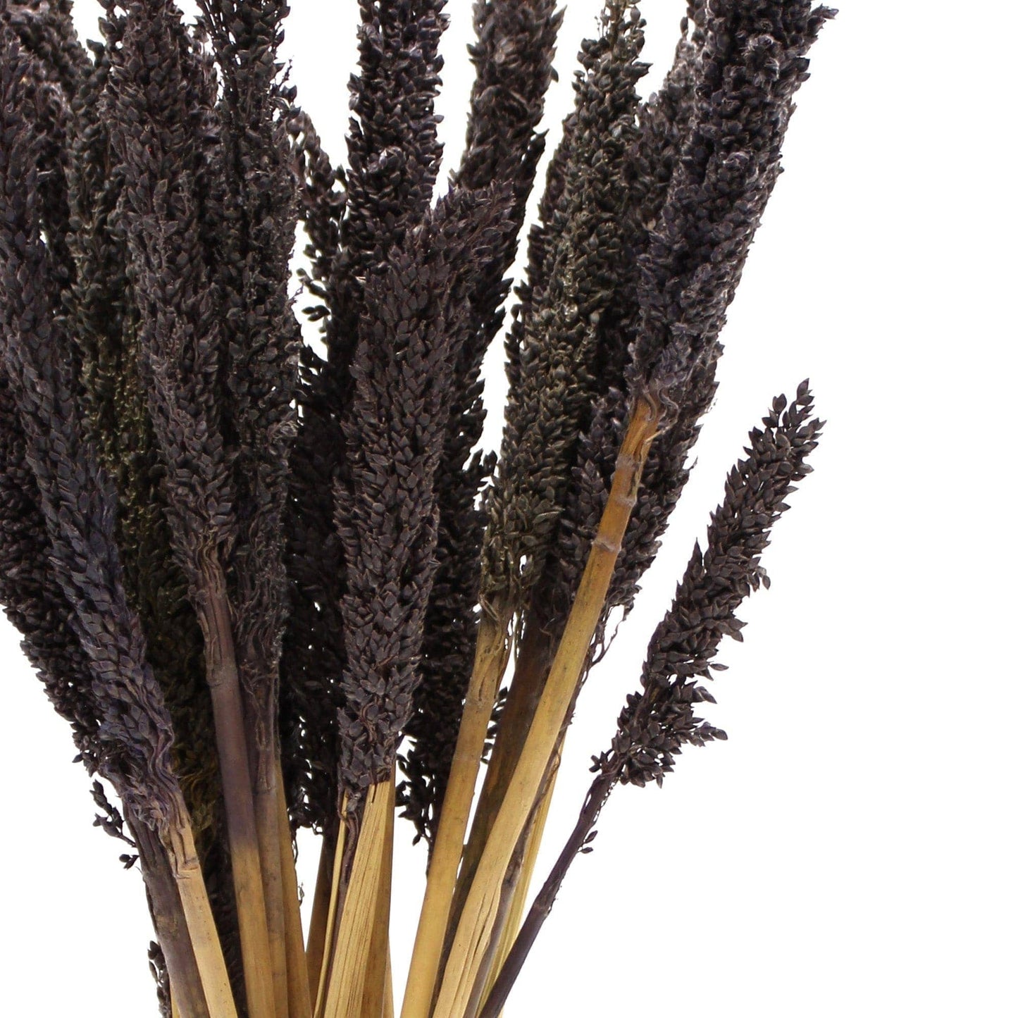 Bliss Cantal Grass Bunch - Black