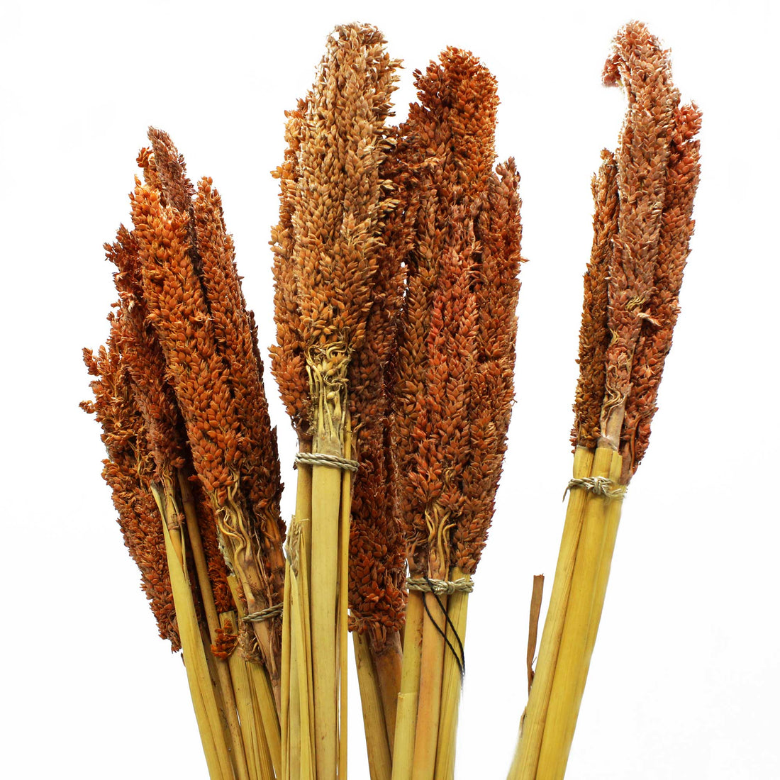 Cantal Grass Bunch - Rust - best price from Maltashopper.com CGB-04