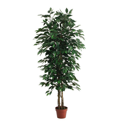 FICUS PLANTS LVS.1074 GREEN, X3NT, POT diam. 17 - H.150 - best price from Maltashopper.com BR510006189