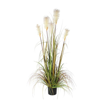 WHITE FEATHERY PLANT H15O IN PLASTIC POT - best price from Maltashopper.com BR510009325