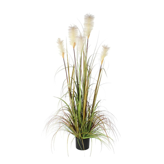 Bricocenter WHITE FEATHERY PLANT H15O IN PLASTIC POT