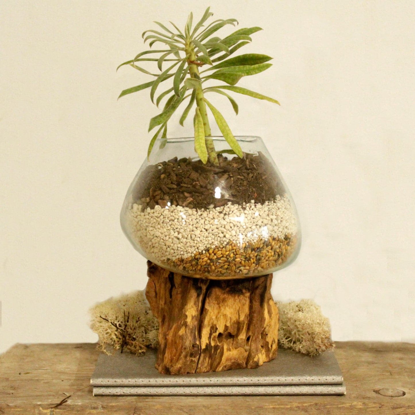 Molten Glass on Wood - Large Bowl - best price from Maltashopper.com MGW-03