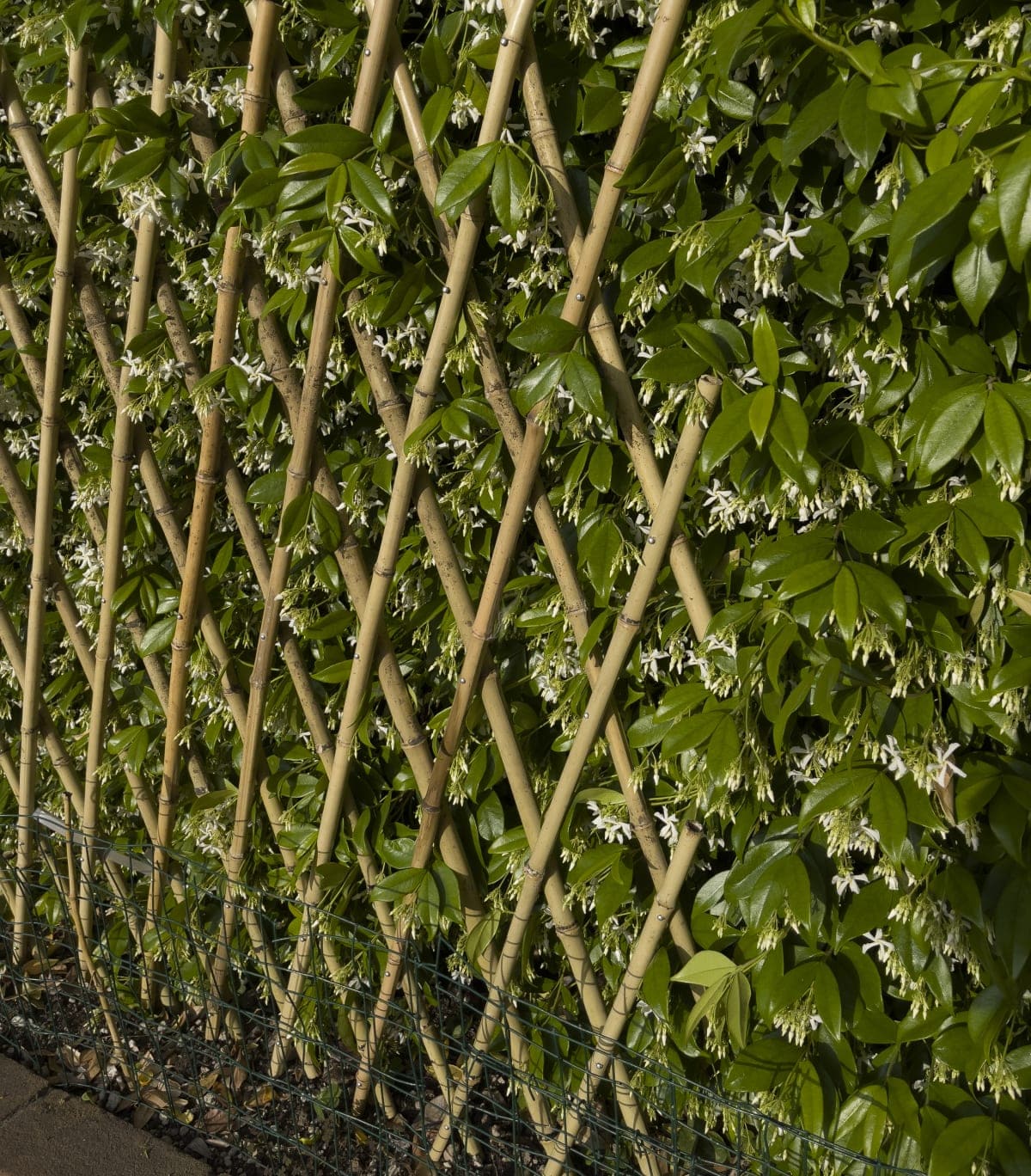 Bricocenter EXTENSIBLE NATURAL BAMBOO TRELLIS 90X240 CM
