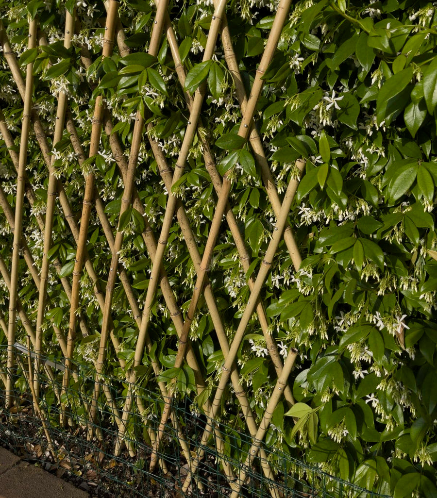 Bricocenter EXTENSIBLE NATURAL BAMBOO TRELLIS 90X240 CM