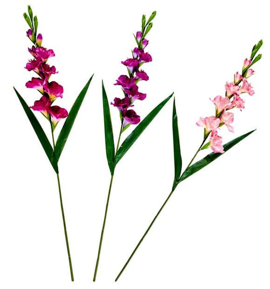 GLADIUS GLADIOLUS 93cm 3COL - best price from Maltashopper.com CS670397