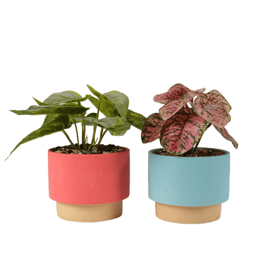 Casa PORCELAIN POT WITH PLANT 2ASS