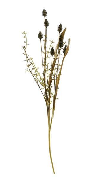 Casa PLANTAGO HERBS BRANCH 3COL